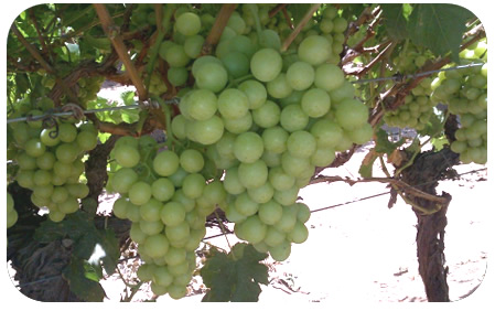 grapes-3